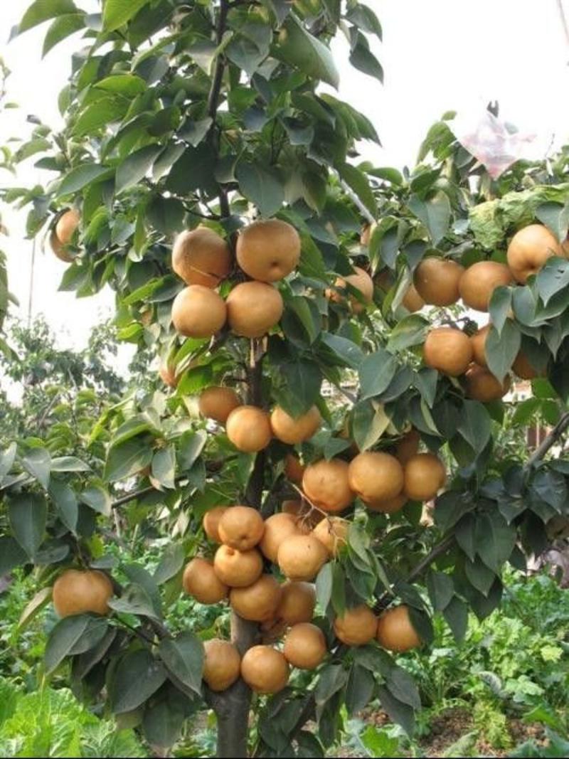 黄金梨树苗80cm以上0.8cm