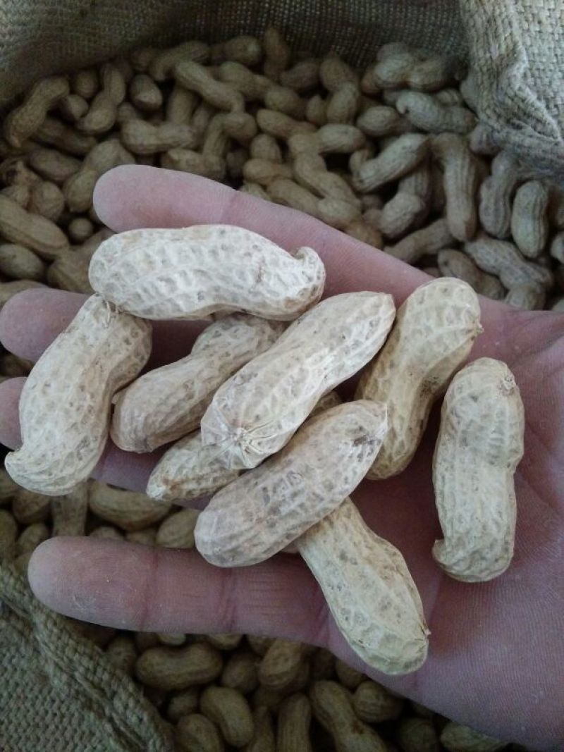白沙系列干货带壳