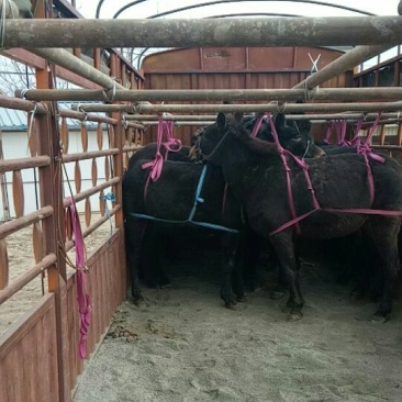 驴骡200~300kg，肉骡驮骡品种齐全