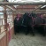 驴骡200~300kg，肉骡驮骡品种齐全