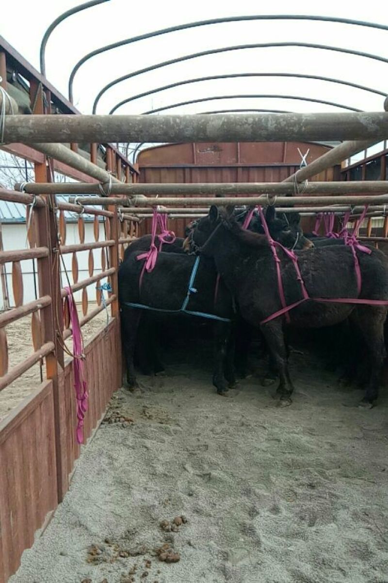驴骡200~300kg，肉骡驮骡品种齐全