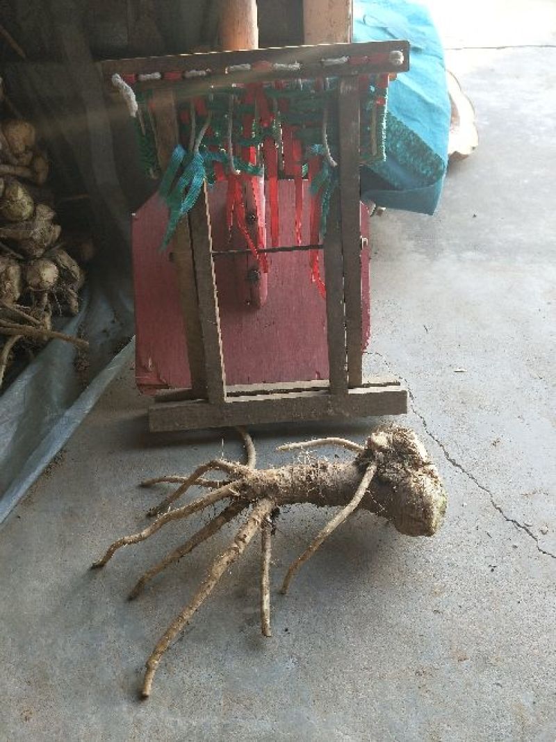 辣根5~6两