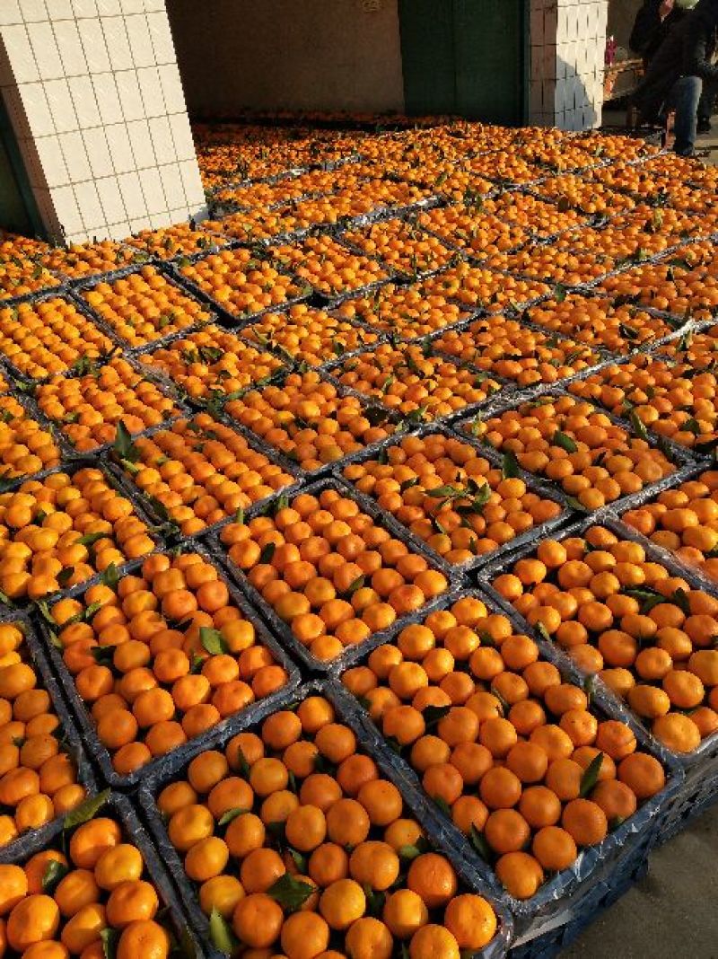 陕西高山蜜橘皮薄入口化渣日销售量150吨价格随行市