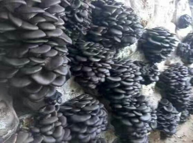 河北平菇黑平菇食用菌。邯郸平菇蘑菇