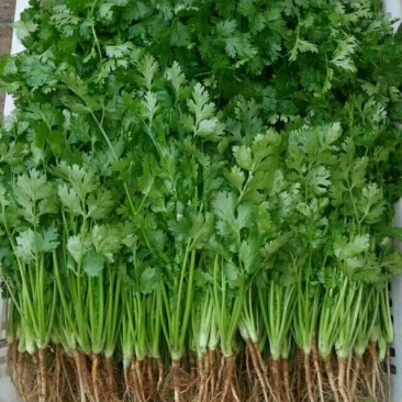大叶香菜30厘米以上