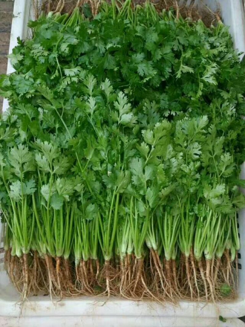 大叶香菜30厘米以上