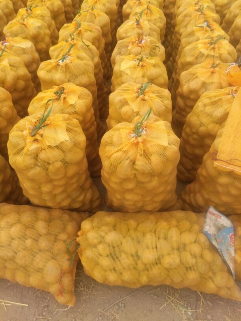 陇石土豆4两以上颜色薯形没得说产地直供欢迎采购