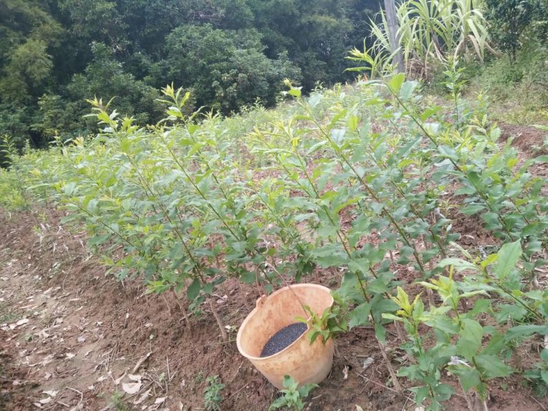 三华李树苗40~50cm