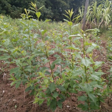 三华李树苗40~50cm