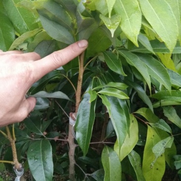 荔枝苗50~80cm