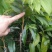 荔枝苗50~80cm