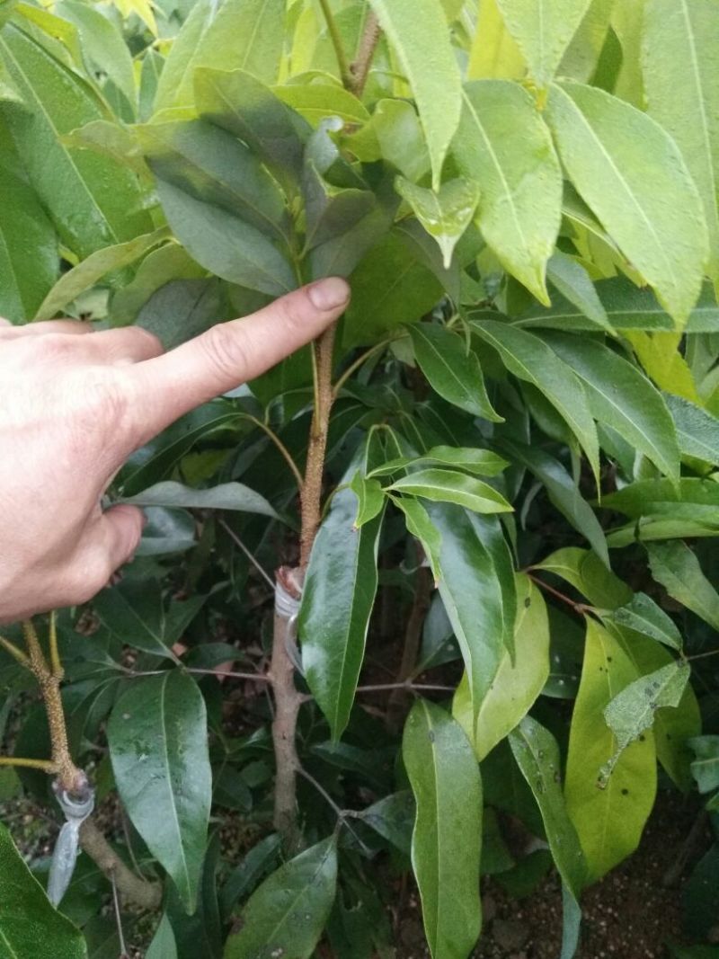 荔枝苗50~80cm