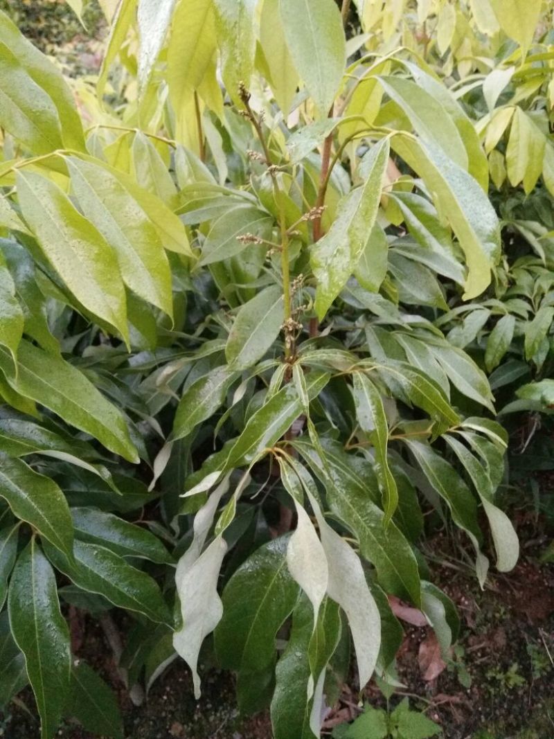 荔枝苗50~80cm