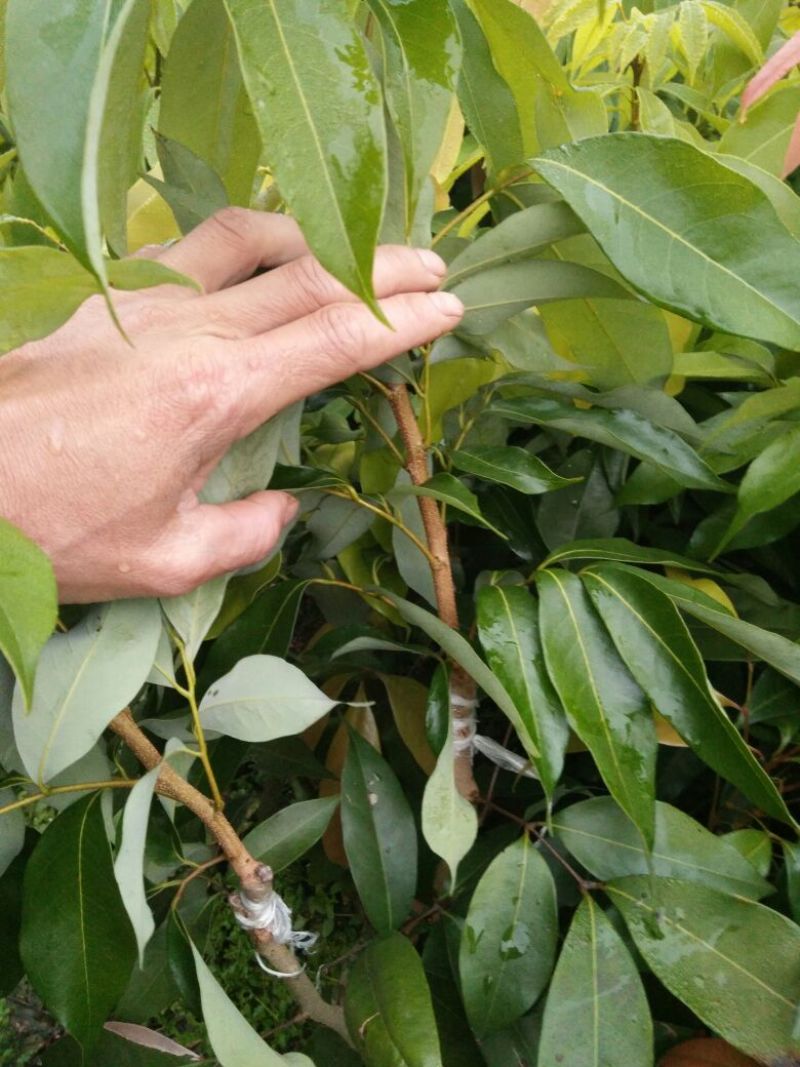 荔枝苗50~80cm