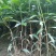 芒果苗1m以下