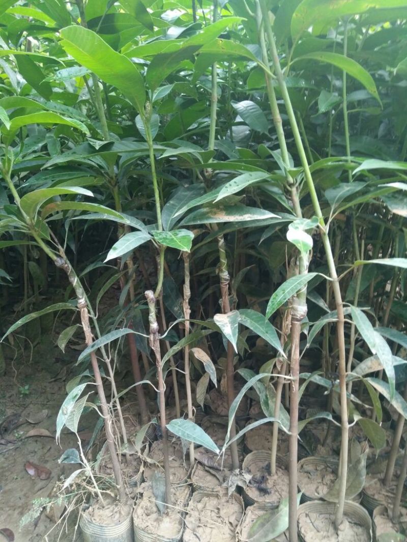 芒果苗1m以下