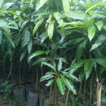 芒果苗1m以下