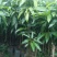 芒果苗1m以下