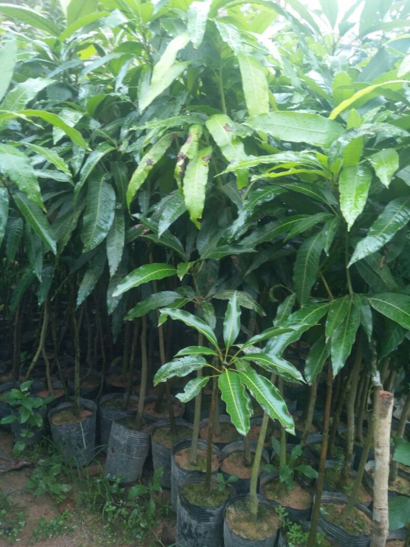 芒果苗1m以下