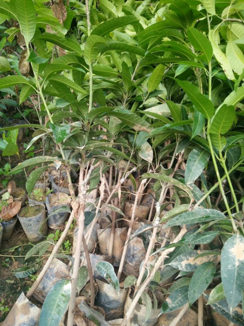 芒果苗1m以下