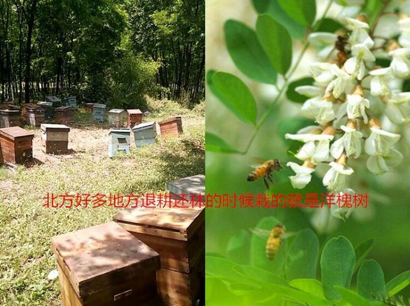 蜂蜜2斤