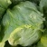 球生菜1斤以上