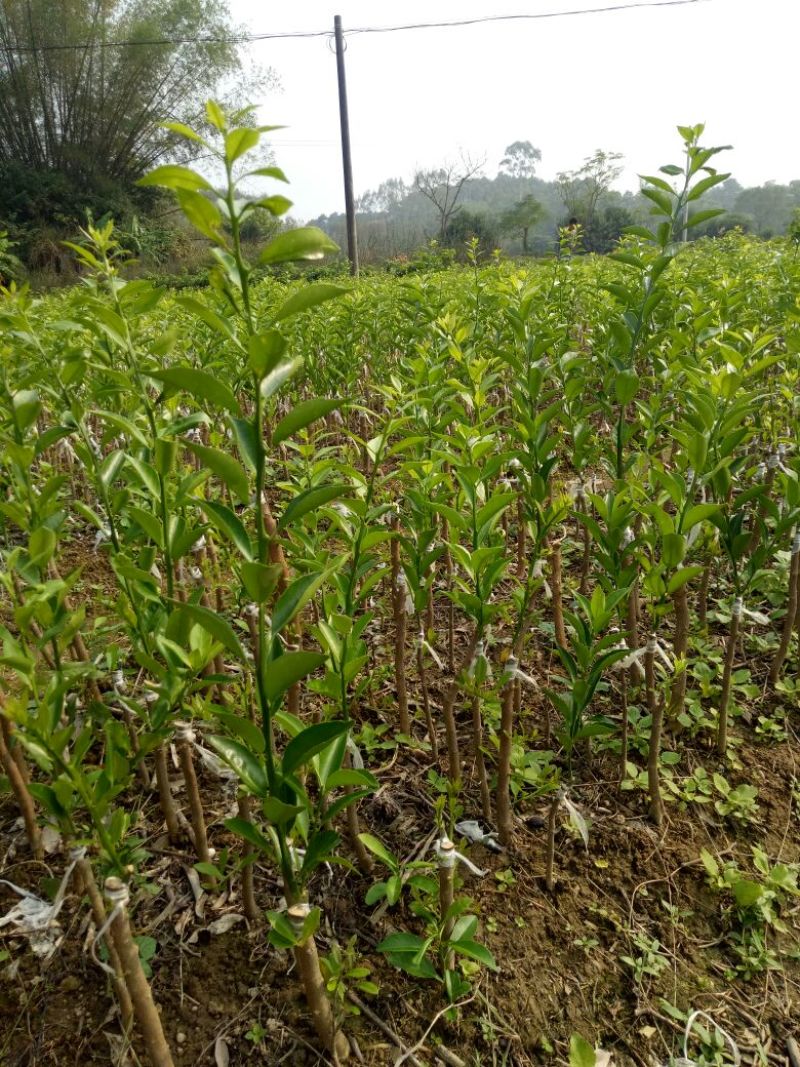 嫁接新会柑苗茶枝柑苗陈皮柑苗30~50cm