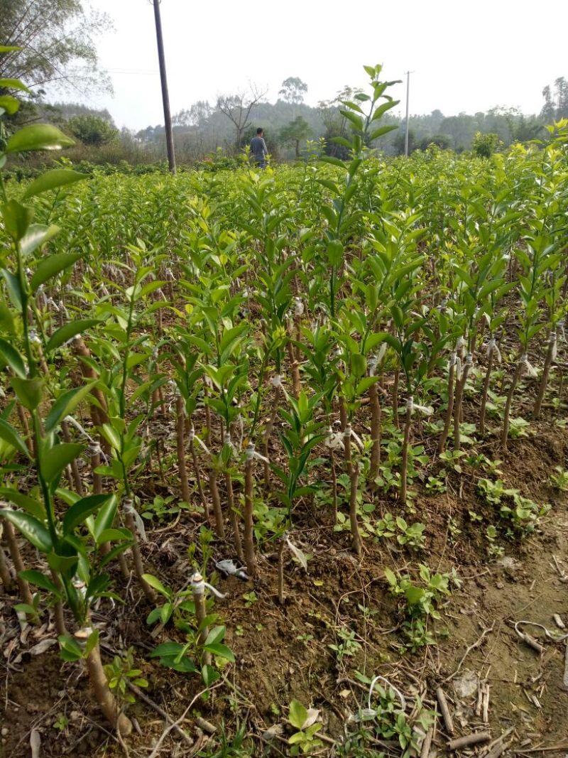 嫁接新会柑苗茶枝柑苗陈皮柑苗30~50cm