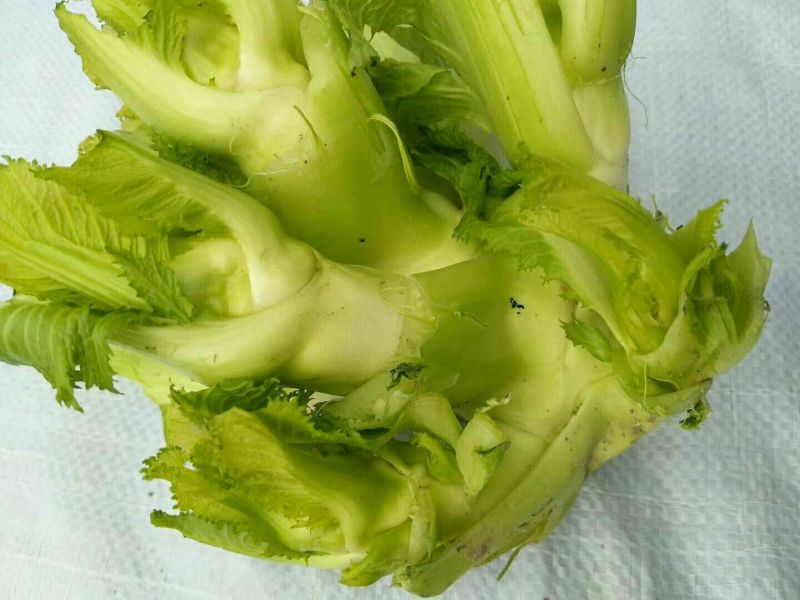 儿菜5两以上