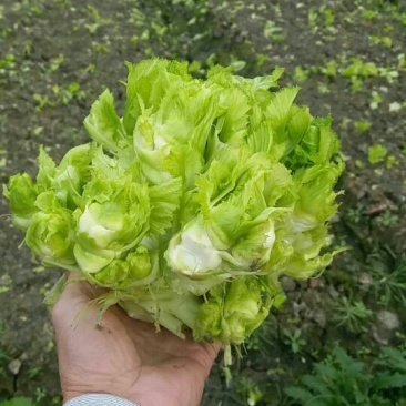 儿菜5两以上