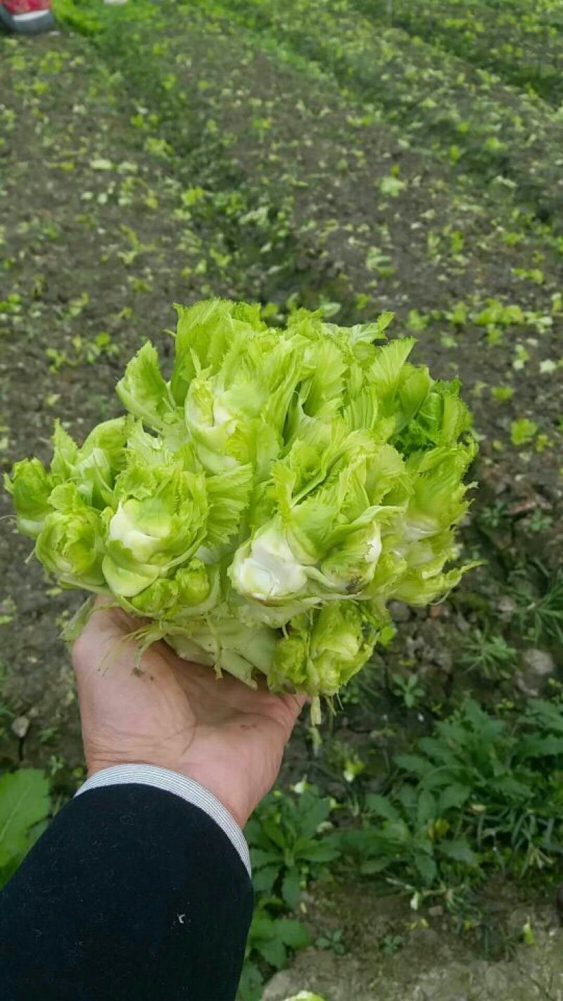 儿菜5两以上