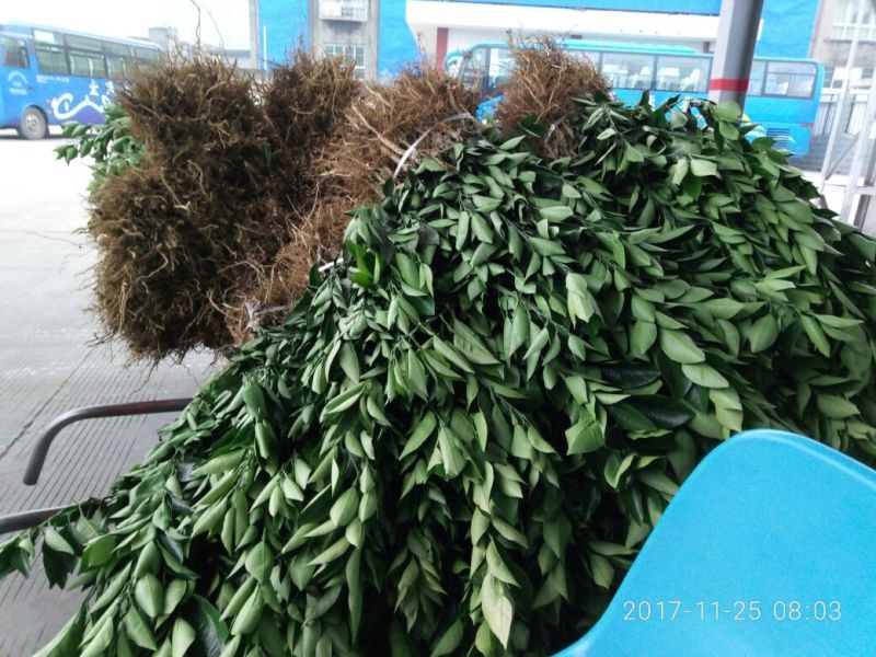 由良蜜桔苗，特早蜜橘苗木青秀，质量保证欢迎来电
