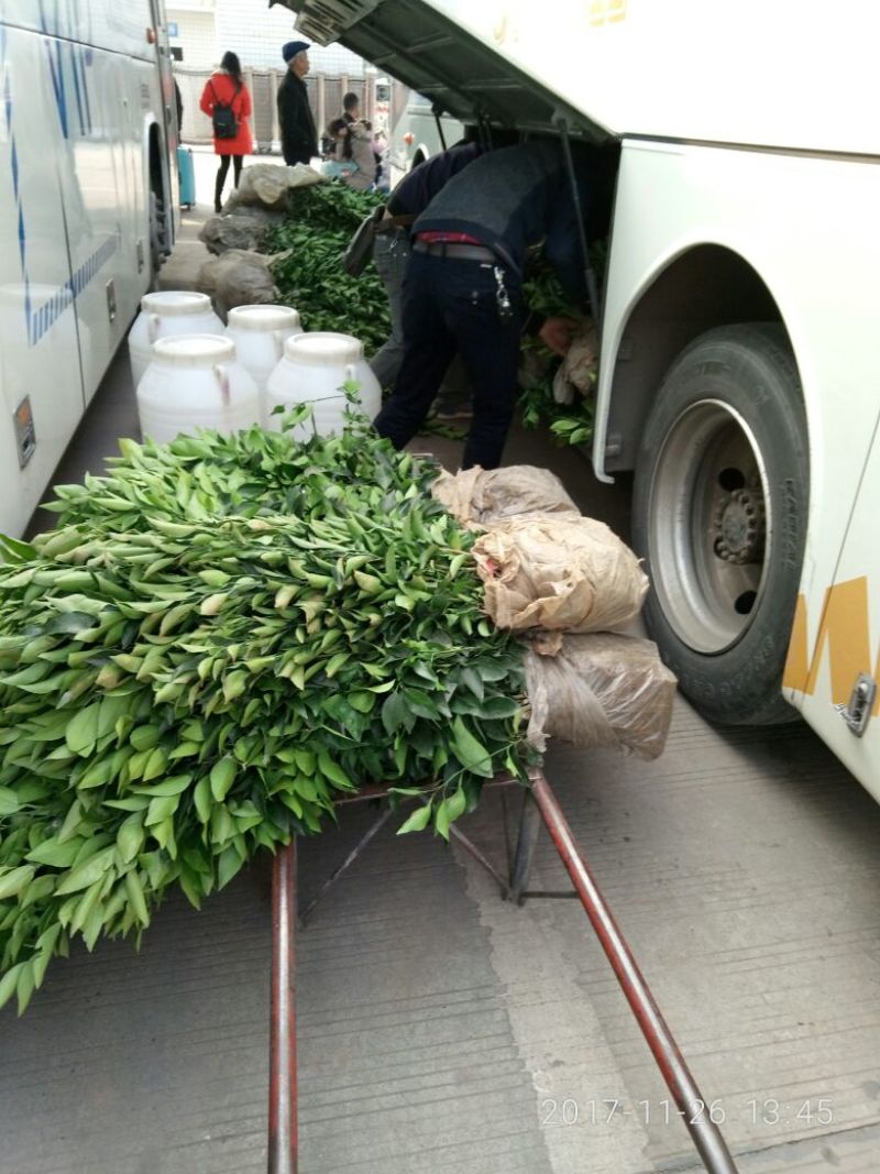 由良蜜桔苗，特早蜜橘苗木青秀，质量保证欢迎来电