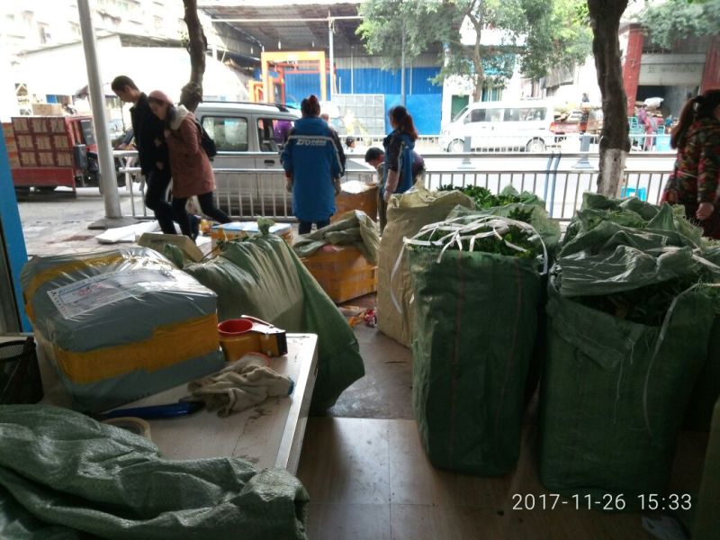 由良蜜桔苗，特早蜜橘苗木青秀，质量保证欢迎来电