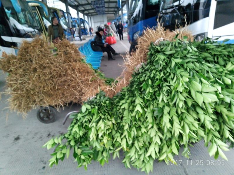 由良蜜桔苗，特早蜜橘苗木青秀，质量保证欢迎来电