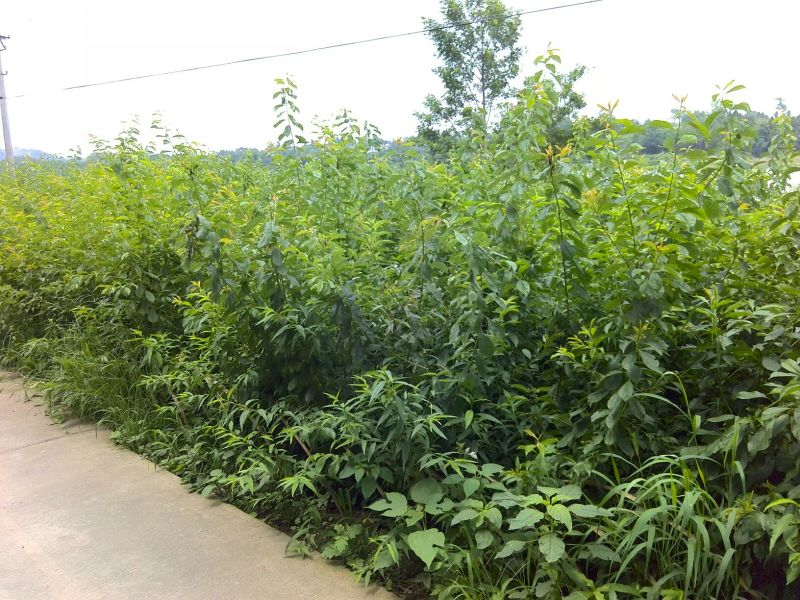 李子苗批发，李子树苗，粗度0.6-1.5公分