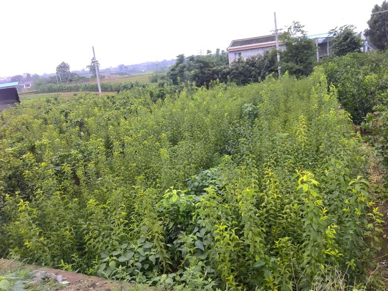 李子苗批发，李子树苗，粗度0.6-1.5公分