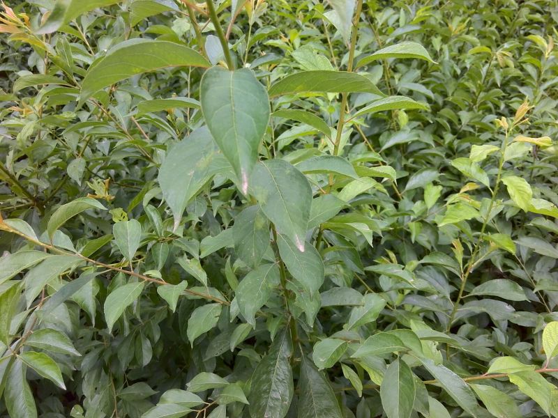 李子苗批发，李子树苗，粗度0.6-1.5公分