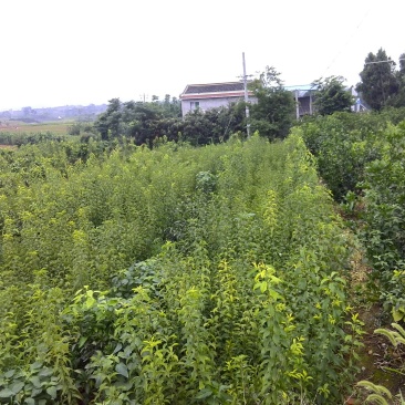 李子苗批发，李子树苗，粗度0.6-1.5公分