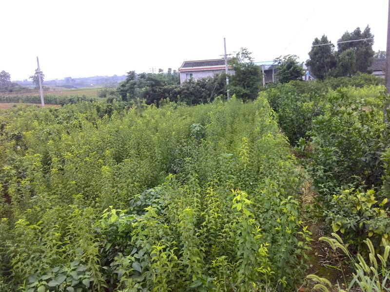李子苗批发，李子树苗，粗度0.6-1.5公分