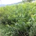 李子苗批发，李子树苗，粗度0.6-1.5公分