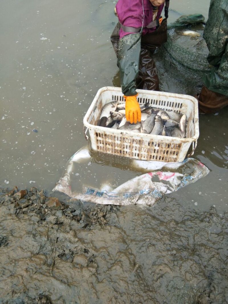 水库鱼塘养殖鲫质量非常好，可食用可下钓场等