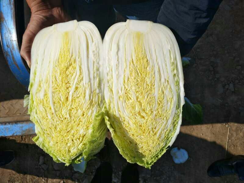 湖北产地黄心白菜火热包地预订中，有需要的朋友与我联系