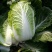 青杂三号白菜4~6斤净菜