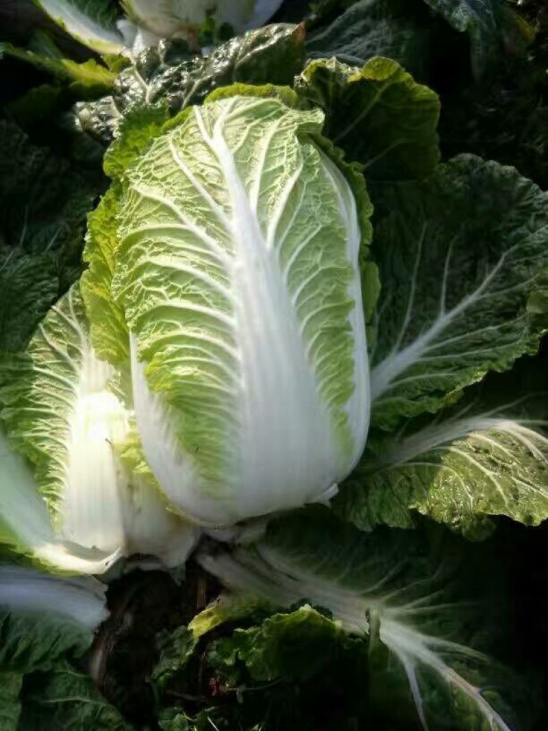 青杂三号白菜4~6斤净菜