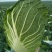青杂三号白菜4~6斤净菜