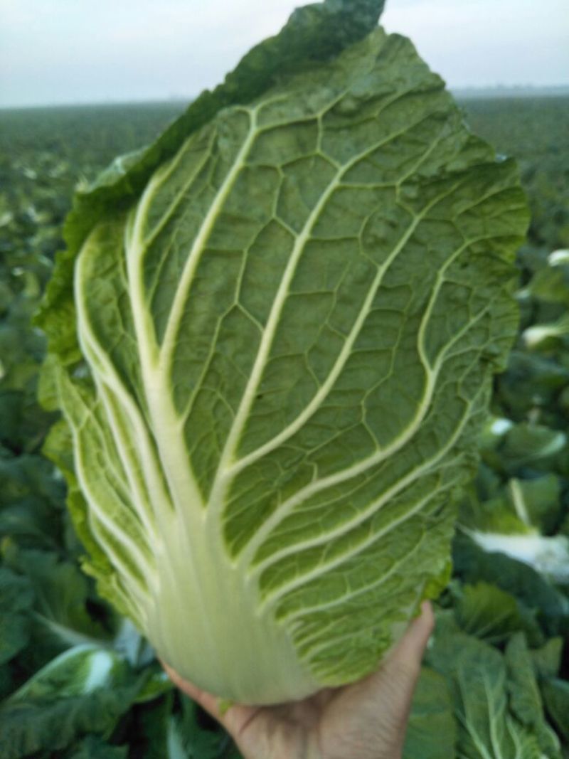 青杂三号白菜4~6斤净菜