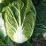 青杂三号白菜4~6斤净菜