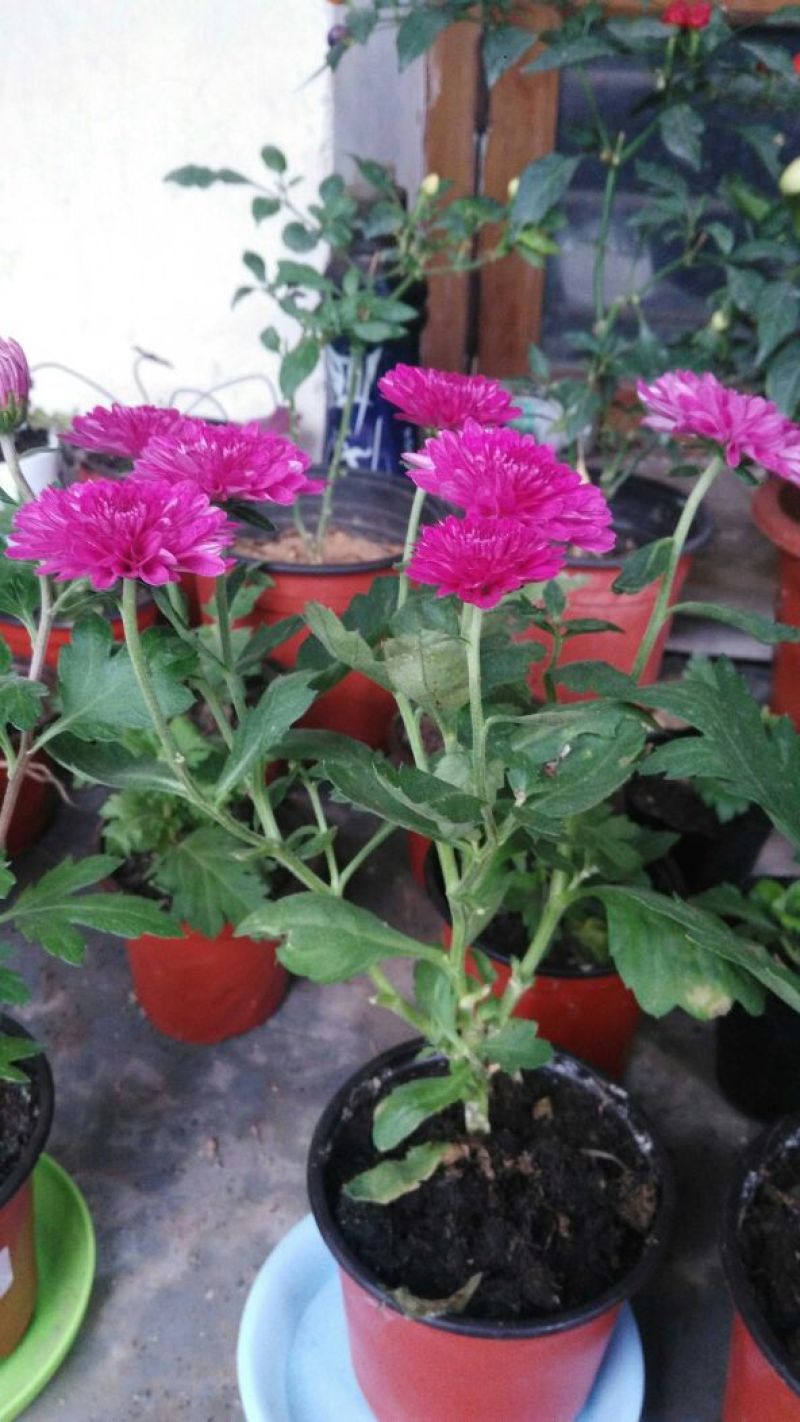 菊花四季欧州菊，九月菊