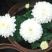 菊花四季欧州菊，九月菊